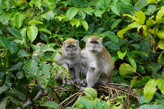Wonderful 2Days 1Night Bukit Lawang Jungle Trekking Free Rafting - Tubing the Bohorok River: The Fun Reset You Actually Want