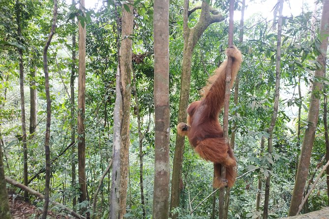 Wonderful 7 Days North Sumatra Tour (Include: 2 Days 1 Night Jungle Trekking) - What $961.78 buys you across North Sumatra