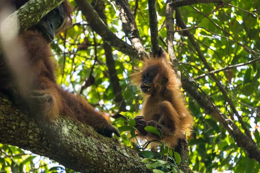 Wonderfull Orangutan Sumatera Jungle Trekking and tour - Into the forest: what the first trekking day is really like