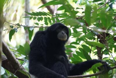 Wonderfull Orangutan Sumatera Jungle Trekking and tour - Your guides: English support plus real jungle teamwork