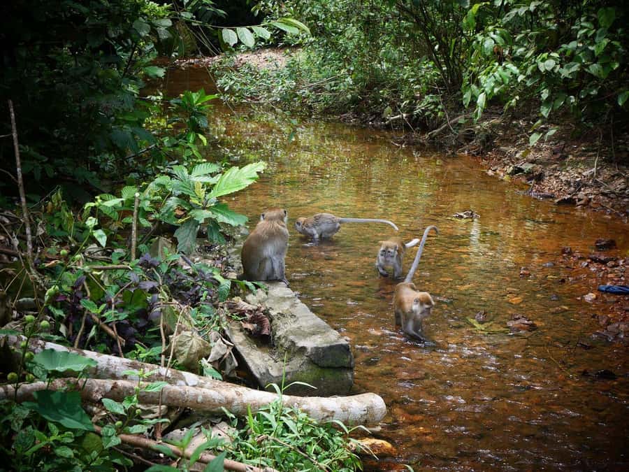Wonderfull Orangutan Sumatera Jungle Trekking and tour - Camping near water: sleeping conditions you can actually plan for