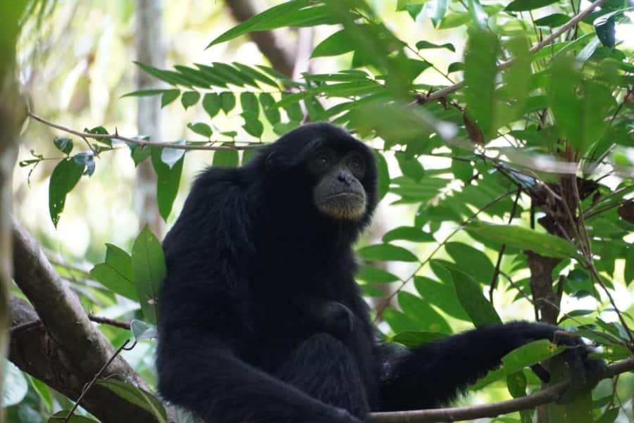 Wonderfull Orangutan Sumatera Jungle Trekking and tour - Your guides: English support plus real jungle teamwork