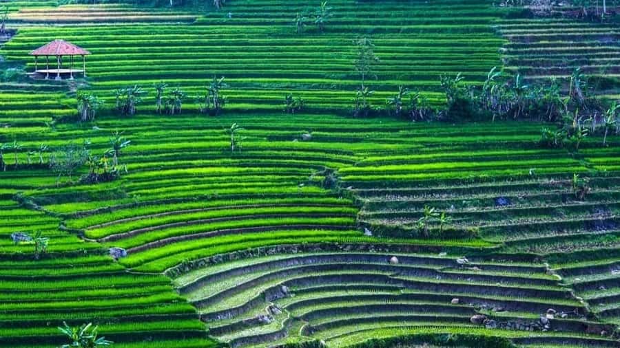 Yogyakarta: Selogriyo Temple and Rice Terrace Soft Trekking - Key Highlights Worth Marking in Your Head
