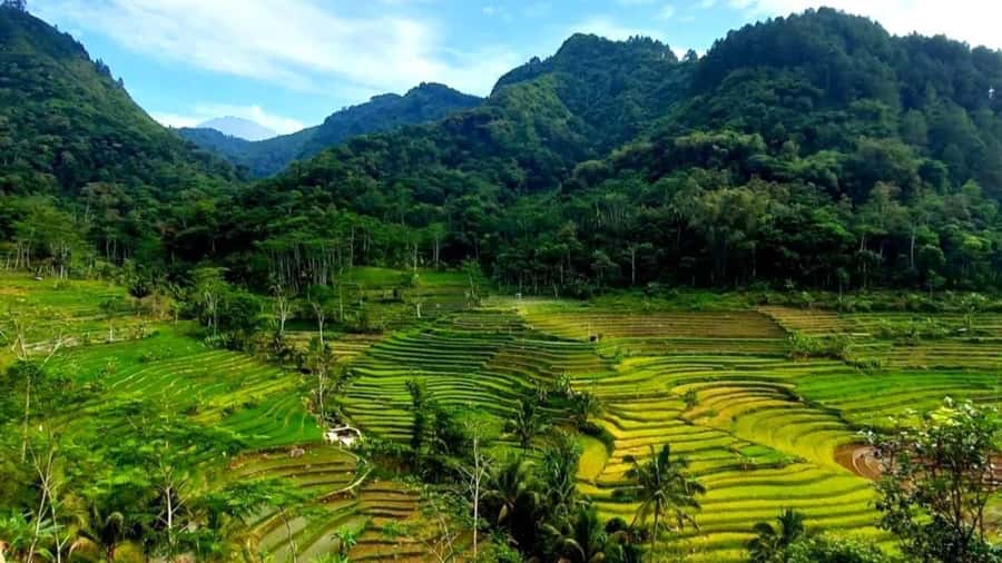 Yogyakarta: Selogriyo Temple and Rice Terrace Soft Trekking - Getting To Selogriyo Temple: The Rural Drive Sets Expectations