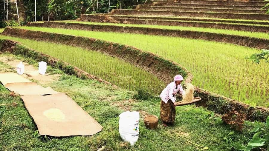 Yogyakarta: Selogriyo Temple and Rice Terrace Soft Trekking - Price and Value: Why $40 Can Make Sense