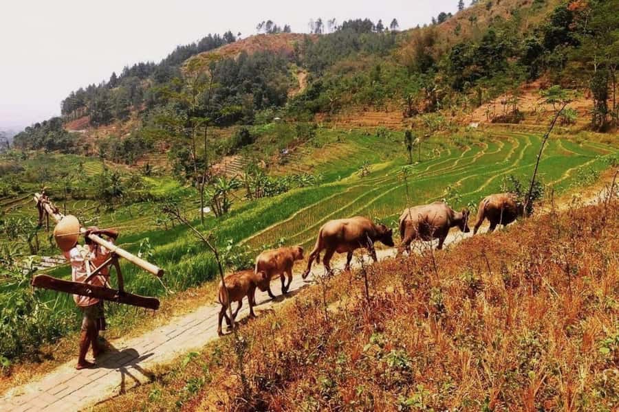 Yogyakarta: Selogriyo Temple and Rice Terrace Soft Trekking - Comfort, Timing, and What to Wear (So You Don’t Regret It)