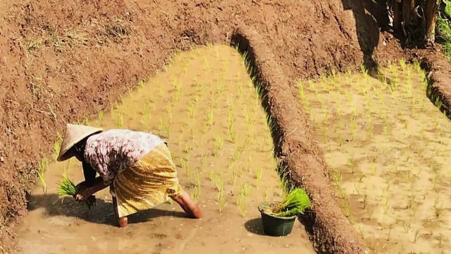 Yogyakarta: Selogriyo Temple and Rice Terrace Soft Trekking - The Soft Trek Through Rice Terraces: Pretty, But Plan for Mud