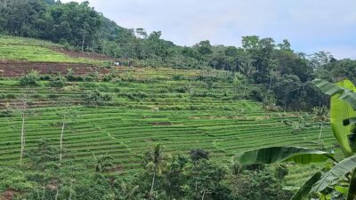 Yogyakarta :selogriyo temple, rice field trek& nepalvan java - The rice-field route: a calm trek, not a rush-through