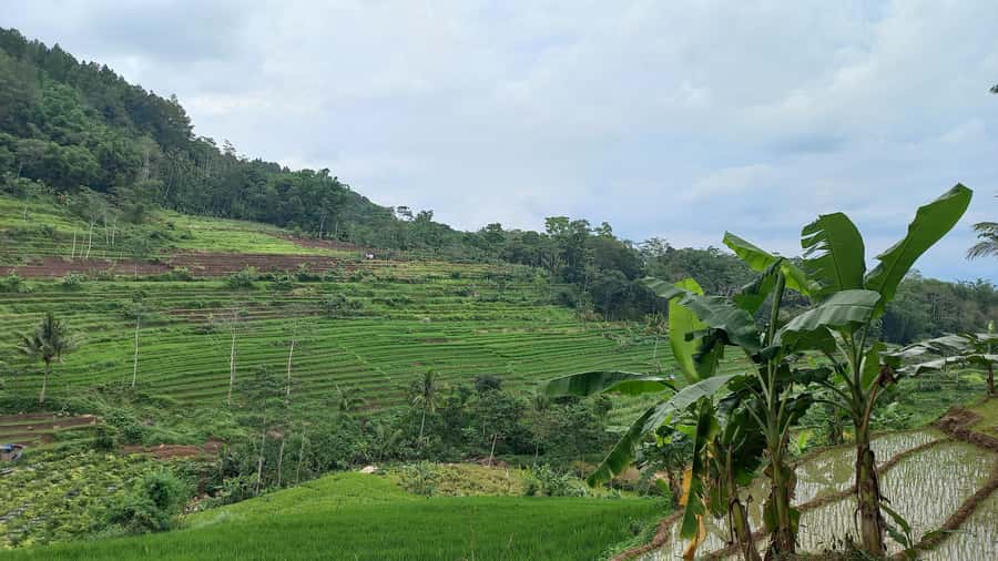 Yogyakarta :selogriyo temple, rice field trek& nepalvan java - Guides and group size: why max 4 feels better here