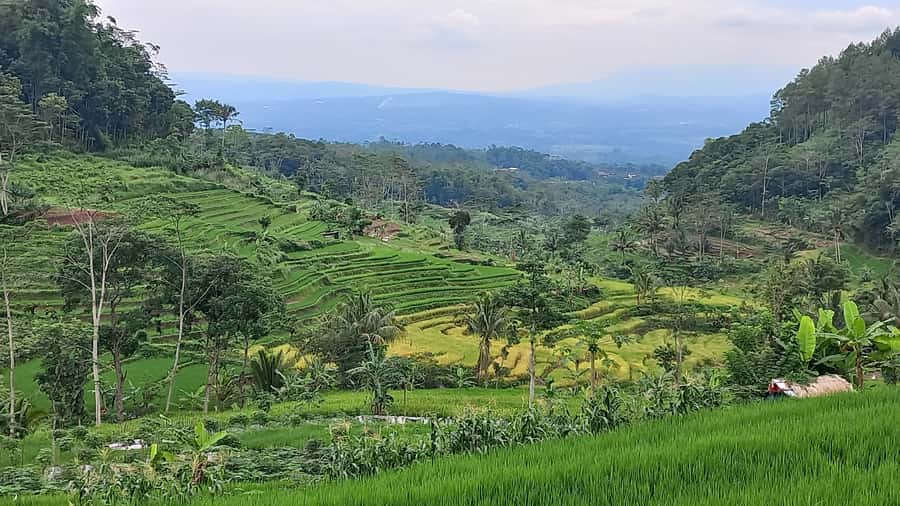 Yogyakarta :selogriyo temple, rice field trek& nepalvan java - Timing, comfort, and what to pack