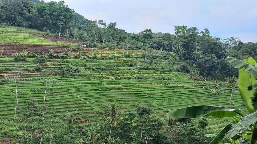 Yogyakarta :selogriyo temple, rice field trek& nepalvan java - The rice-field route: a calm trek, not a rush-through