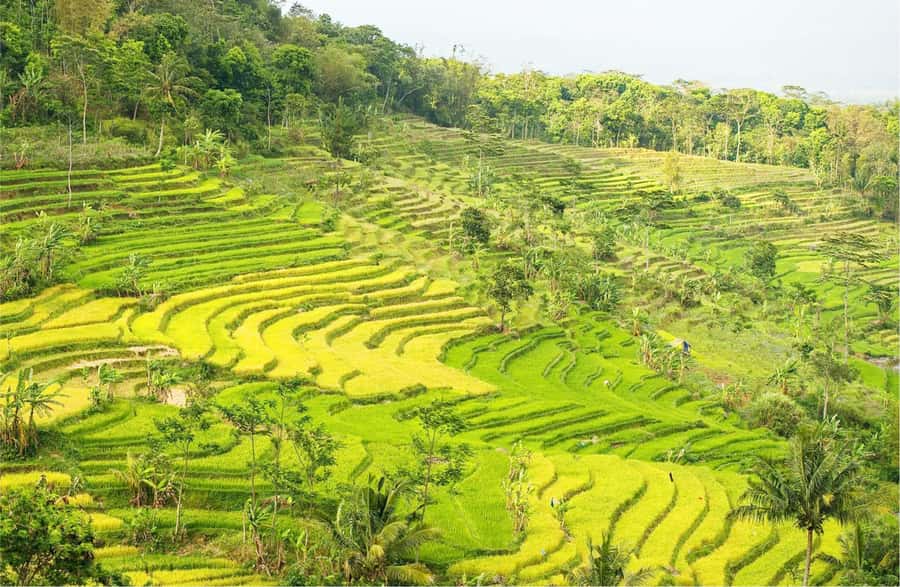 Yogyakarta: Selogriyo Temple Tour & Java Rice Terrace Trek - Key Highlights You’ll Actually Care About