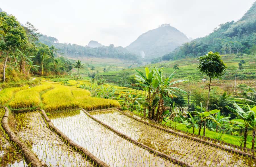 Yogyakarta: Selogriyo Temple Tour & Java Rice Terrace Trek - From Yogyakarta to Selogriyo: Why This Remote Temple Works