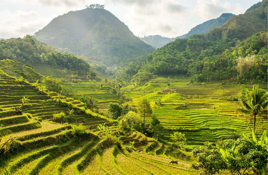 Yogyakarta: Selogriyo Temple Tour & Java Rice Terrace Trek - Walking Up to Candi Selogriyo: Temple Views, Gardens, and Hindu Clues