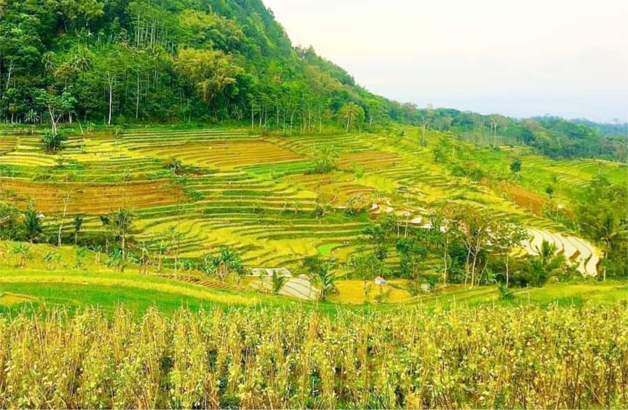 Yogyakarta: Selogriyo Temple Tour & Java Rice Terrace Trek - Pickup Timing and the Real Pace of a Six-Hour Day